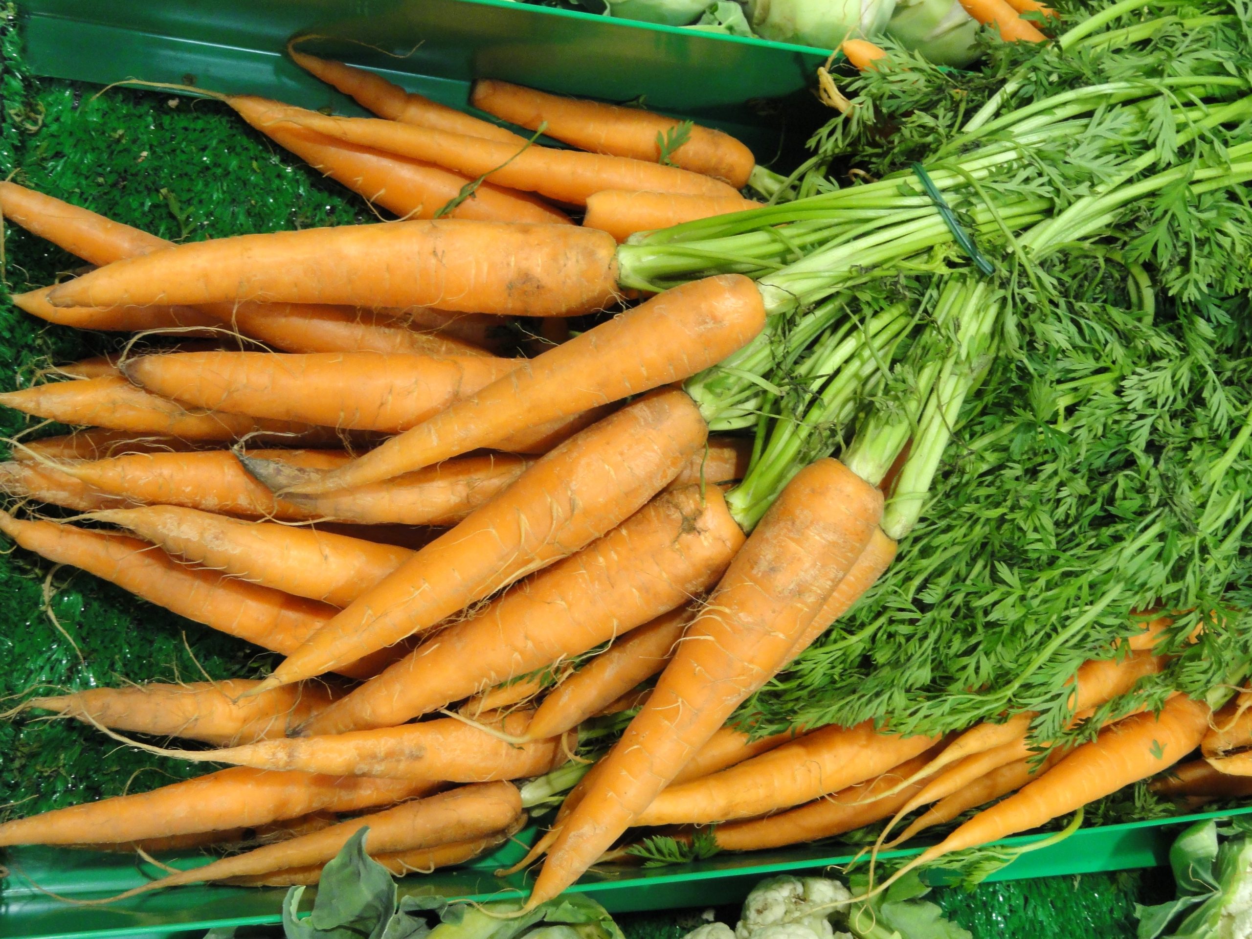 Frisch geerntete Möhren mit grünem Kraut (Demo-Bild)